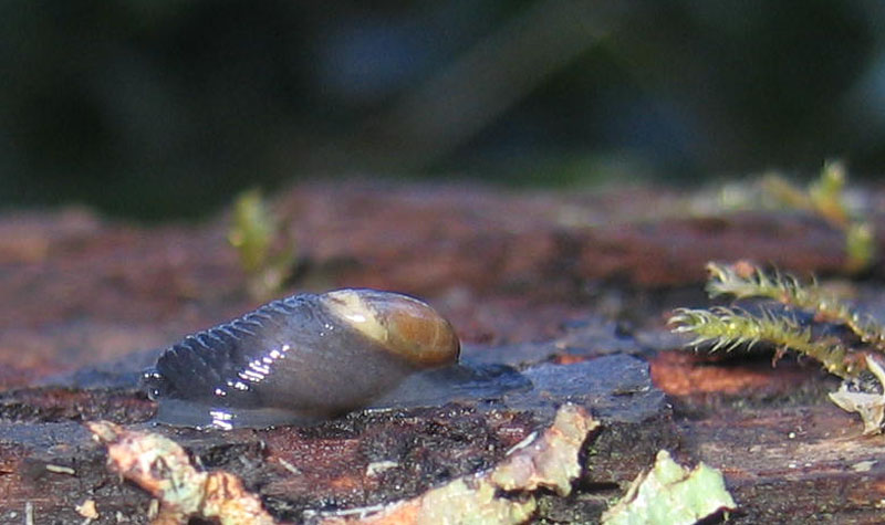 sar riuscito l''accoppiamento ?......Vitrinidae