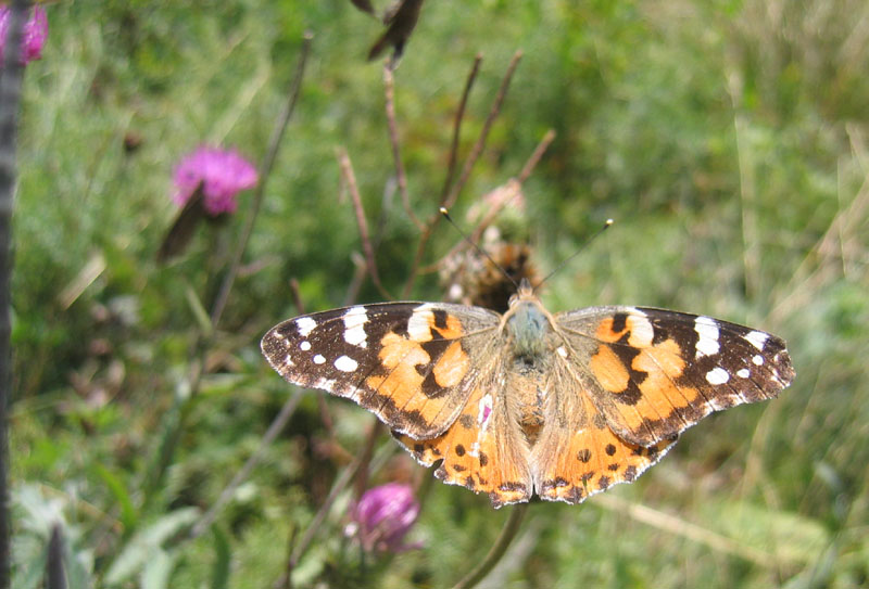 Vanessa cardui - Nymphalidae..........dal Trentino