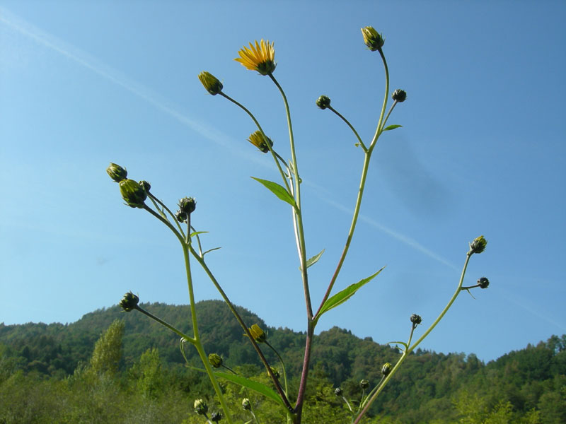 Helianthus tuberosus