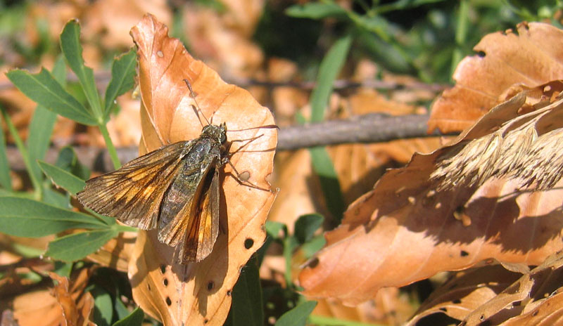 Ochlodes sylvanus - Hesperiidae....dal Trentino