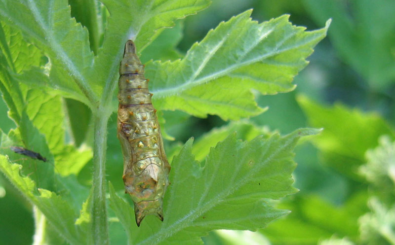 crisalide: Aglais urticae - Nymphalidae.......dal Trentino