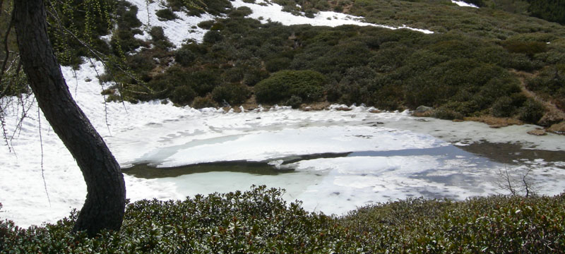 habitat......con uova, rane e tritoni