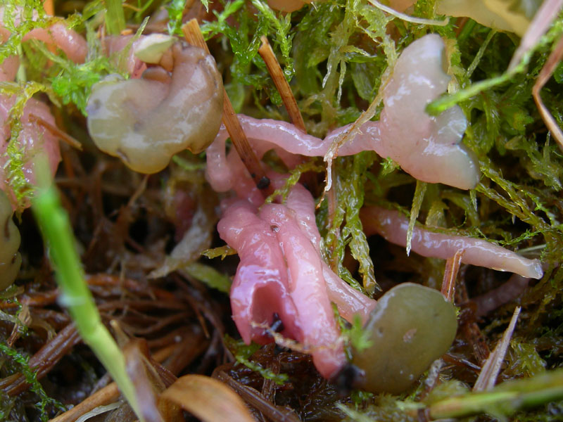 Ascocoryne turficola (Boud.) Korf