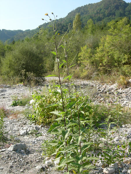 Helianthus tuberosus