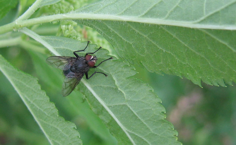 Maschio di Calliphoridae....dal Trentino