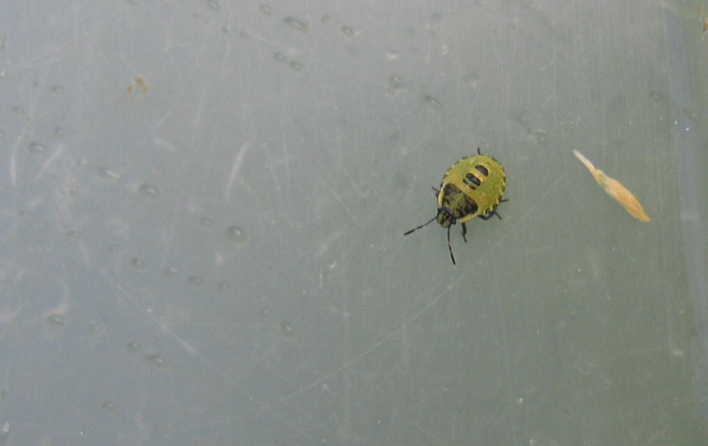 Pentatomidae: neanide di Palomena prasina (TN)