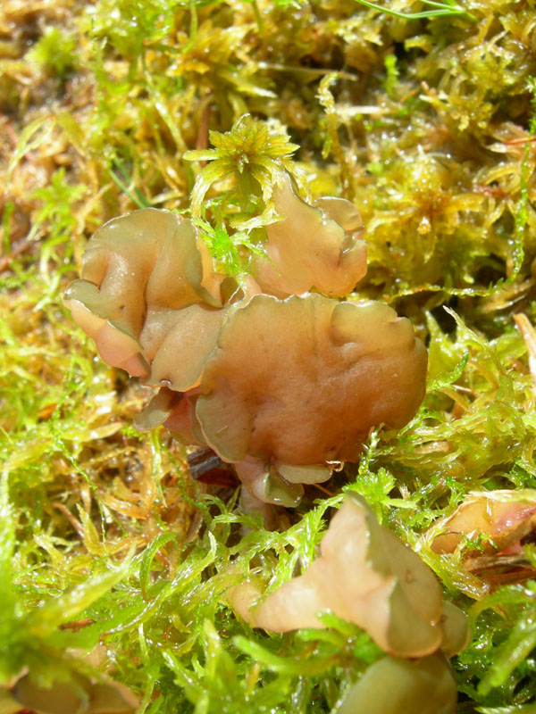 Ascocoryne turficola (Boud.) Korf