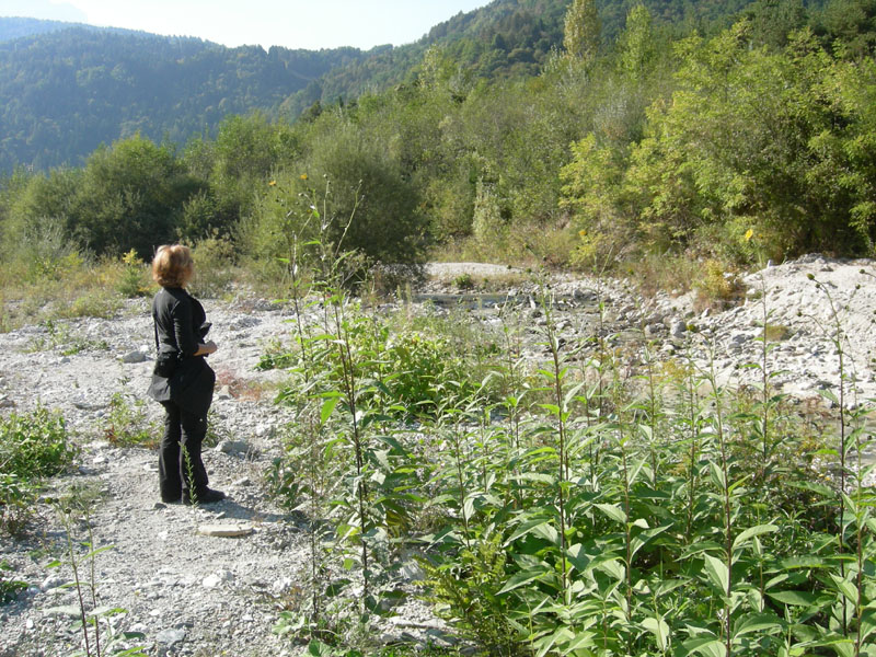 Helianthus tuberosus