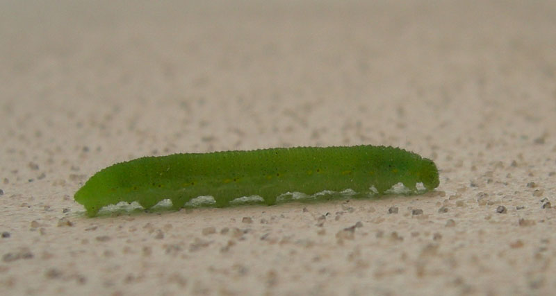 bruco: Pieris rapae - Pieridae............dal Trentino