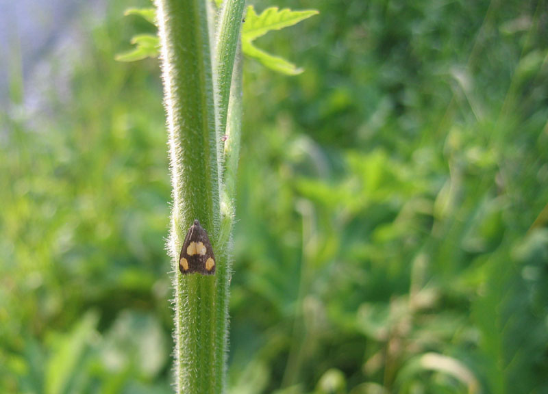 Pammene aurana - Tortricidae.....dal Trentino