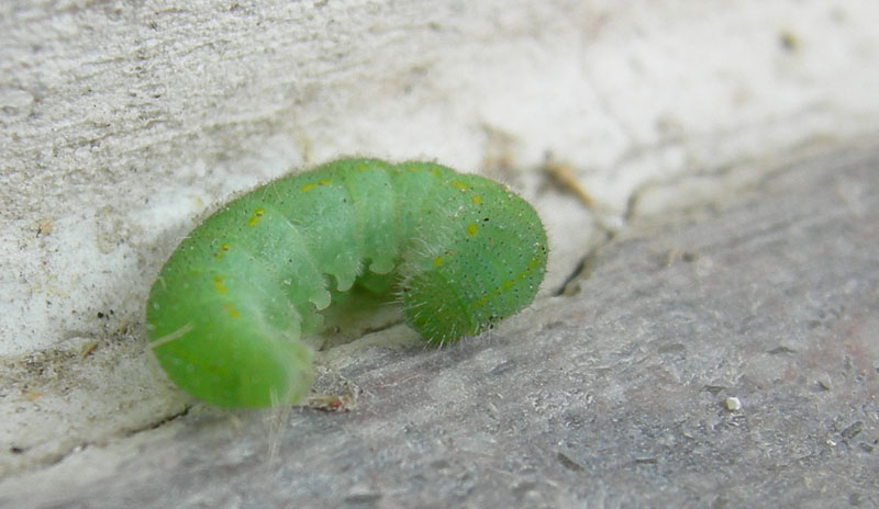 bruco: Pieris rapae - Pieridae............dal Trentino