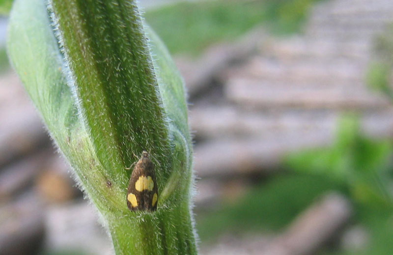 Pammene aurana - Tortricidae.....dal Trentino