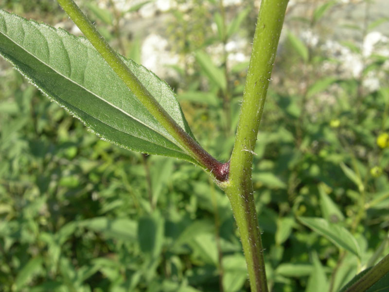 Helianthus tuberosus