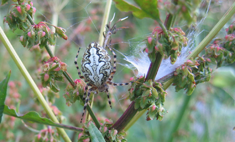 Aculepeira ceropegia