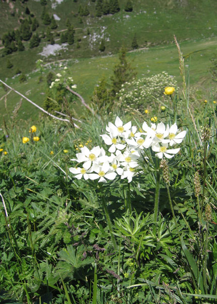 Anemone narcissiflora