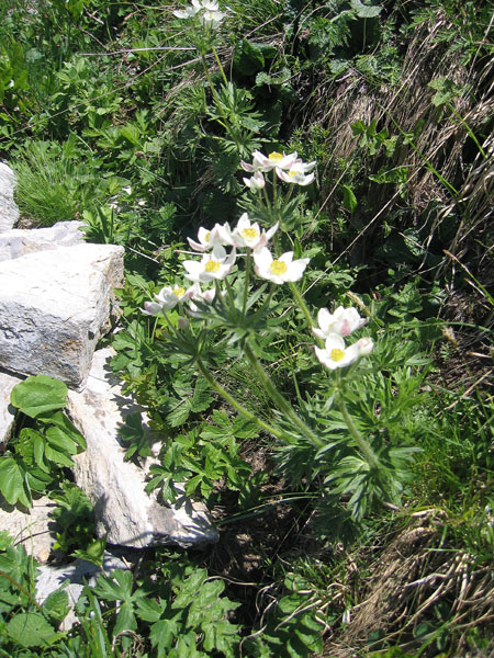 Anemone narcissiflora