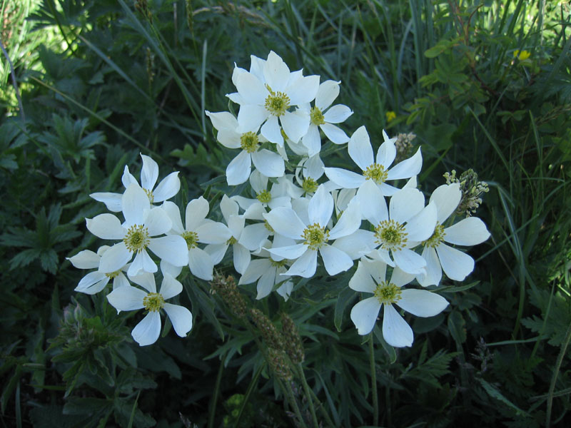 Anemone narcissiflora