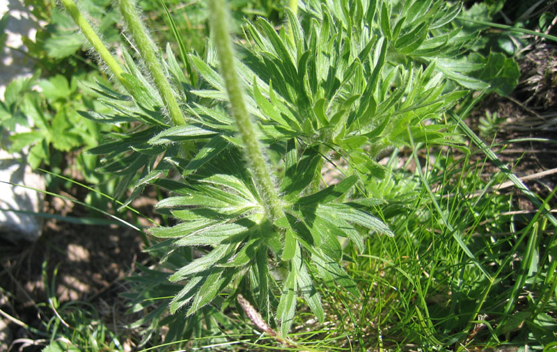 Anemone narcissiflora