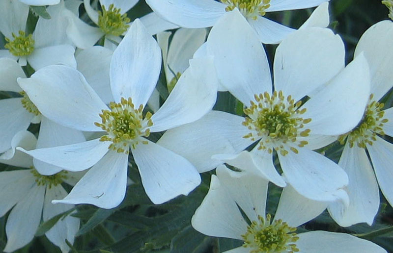 Anemone narcissiflora