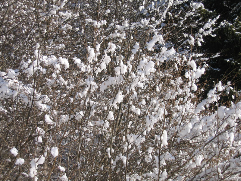 escursione sul Monte Brento....