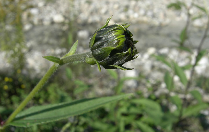 Helianthus tuberosus