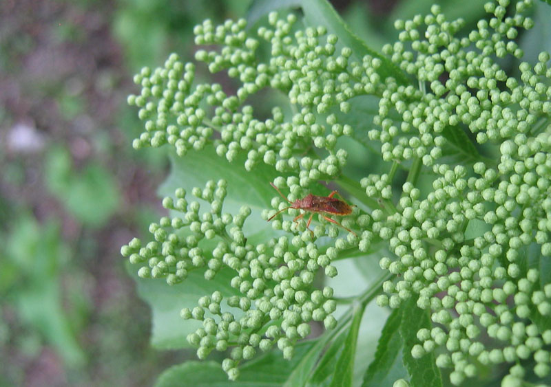 Rhopalidae: Rhopalus maculatus sulle rive dell''Adige