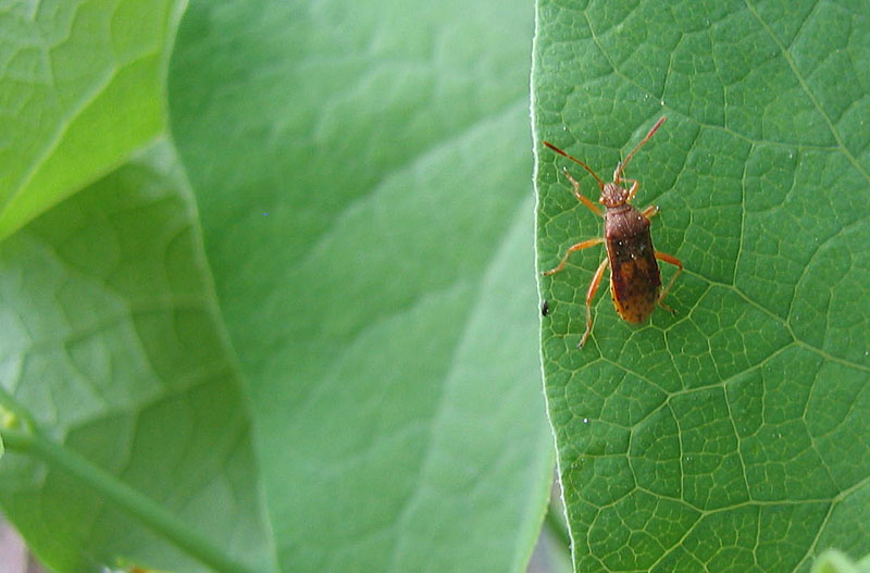 Rhopalidae: Rhopalus maculatus sulle rive dell''Adige