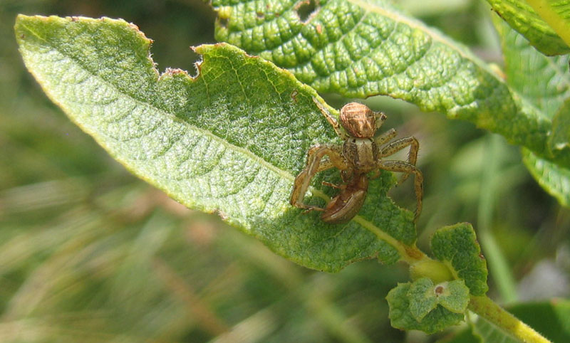 Xysticus sp.