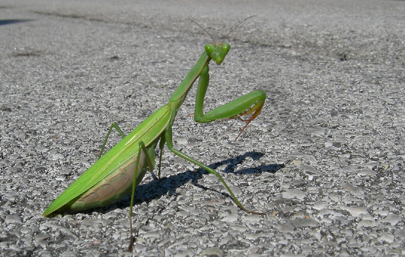 Mantodea.....lungo il Fiume Adige