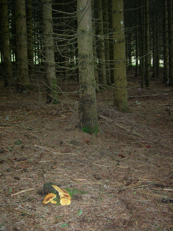 Tricholomopsis - Monte Bondone (TN).