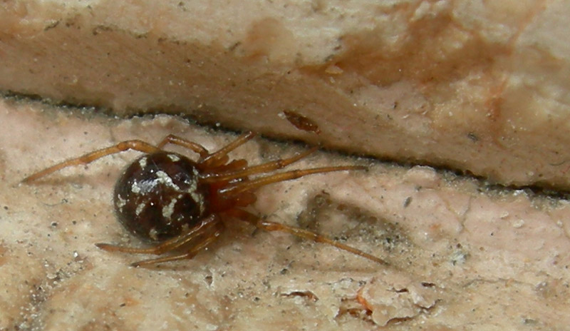 Steatoda triangulosa