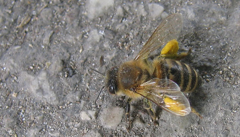 Apis mellifera: inizia la primavera anche in Trentino ?