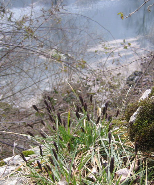 Sesleria sp.