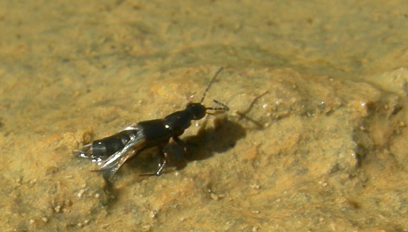 caduto in acqua.....salvato