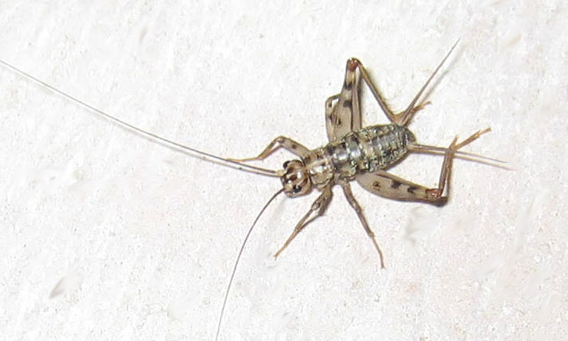 Gryllomorpha dalmatina (Gryllidae)