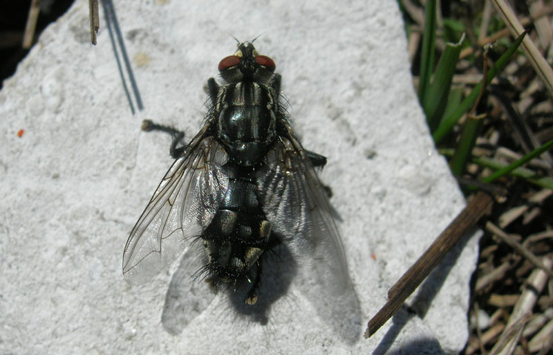 Sarcophaga sp. (Sarcophagidae)