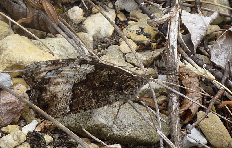 Hipparchia fagi - Nymphalidae Satyrinae.........dal Trentino