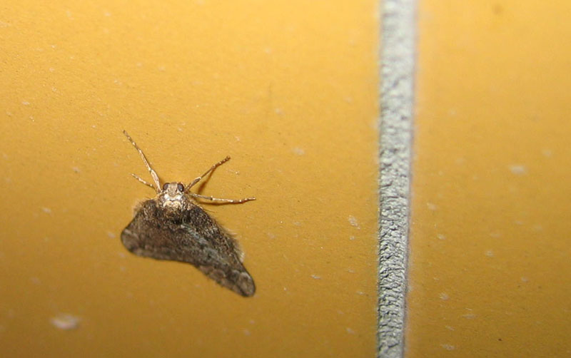 Alsophila aescularia - Geometridae........dal Trentino