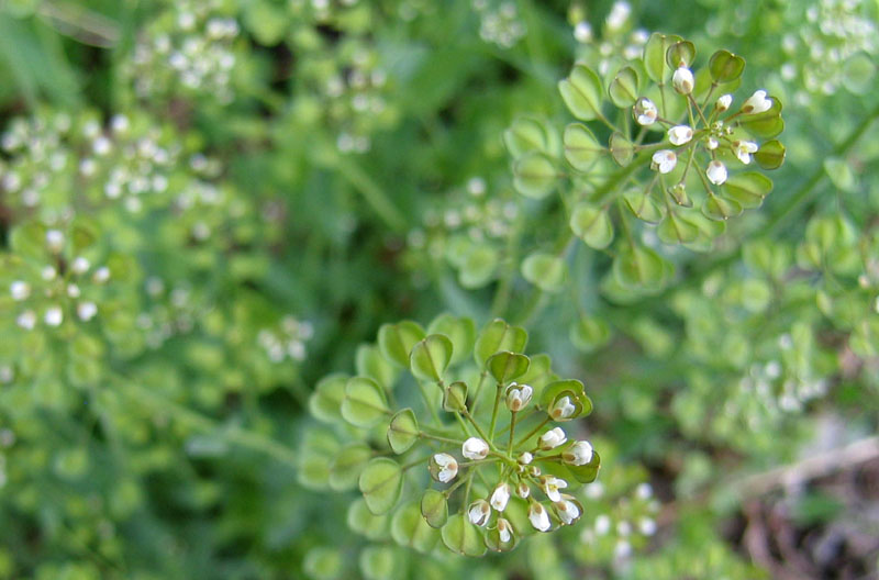 Microthlaspi perfoliatum (=Thlaspi perfoliatum ) / Erba storna perfogliata