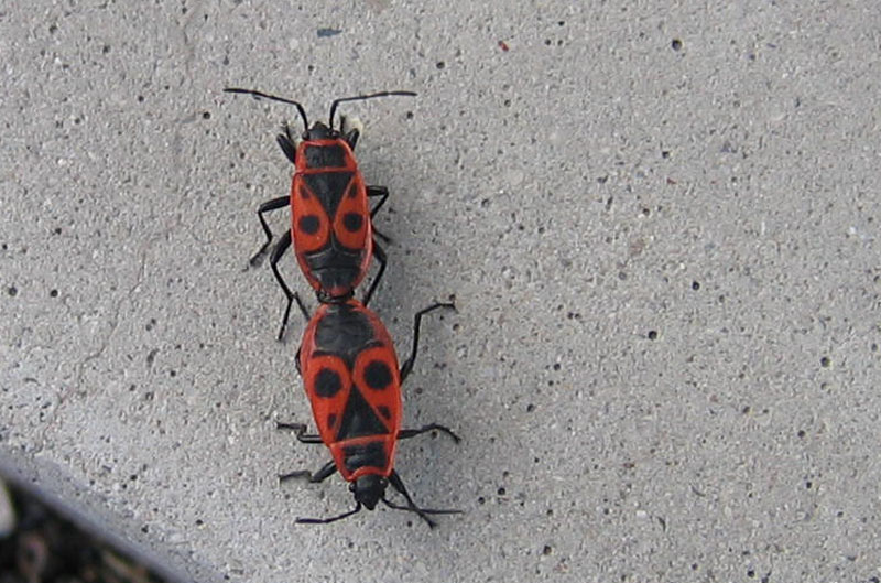 coppia differente ?.........Pyrrhocoris