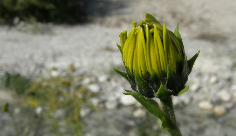 Helianthus tuberosus