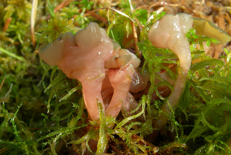 Ascocoryne turficola (Boud.) Korf
