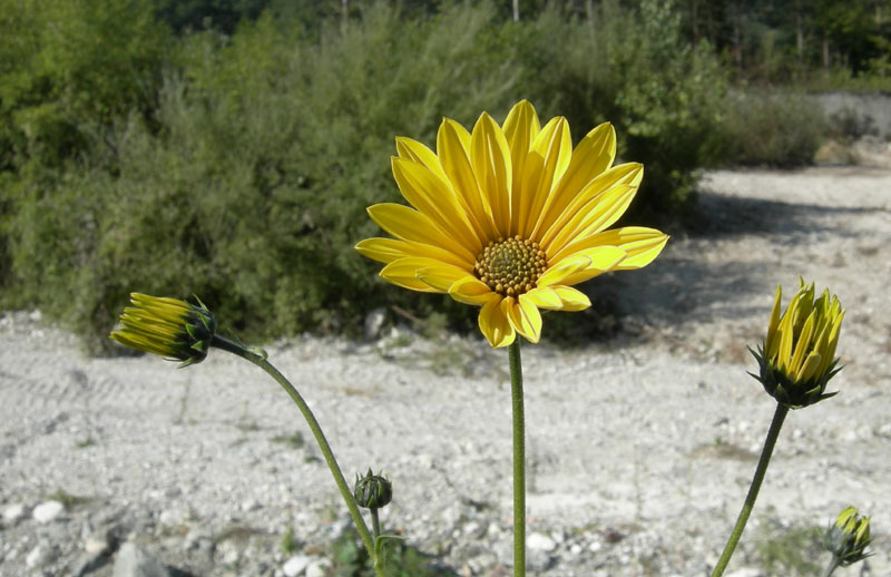 Helianthus tuberosus