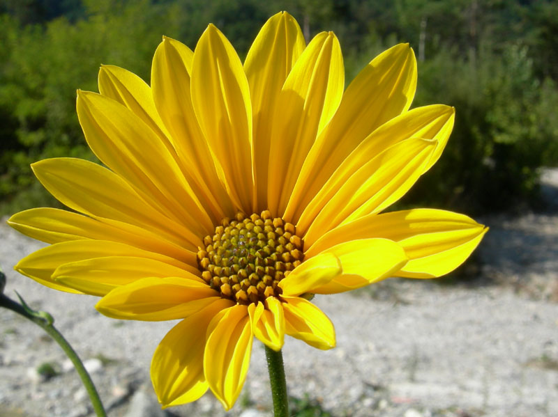 Helianthus tuberosus