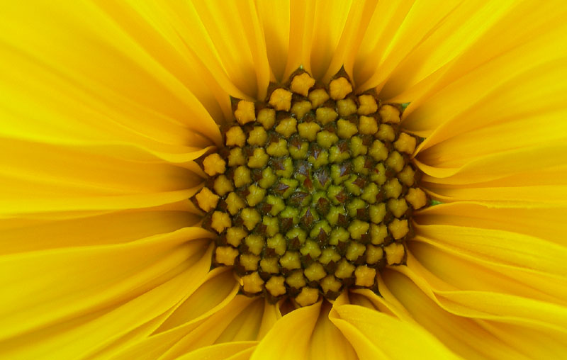 Helianthus tuberosus