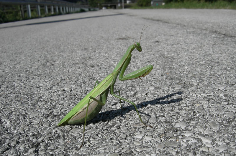 Mantodea.....lungo il Fiume Adige