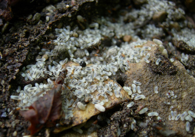 Larve di formiche: Lasius sp.