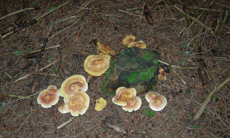 Tricholomopsis - Monte Bondone (TN).