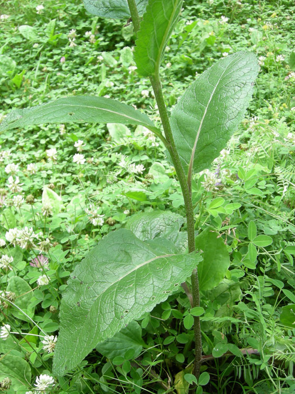 Verbascum chaixii / Verbasco di Chaix