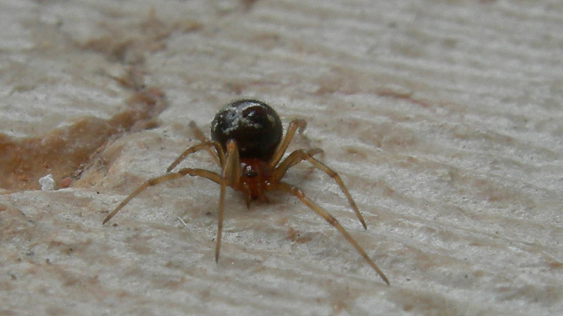 Steatoda triangulosa